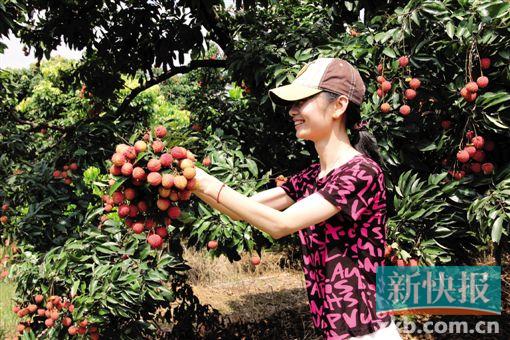 广东省东莞市荔枝，甘甜满溢的南国佳果