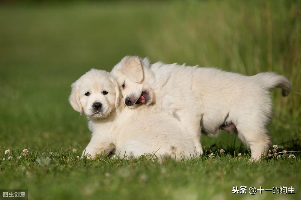 三个月小猫一天吃多少，揭秘幼猫饮食需求与注意事项