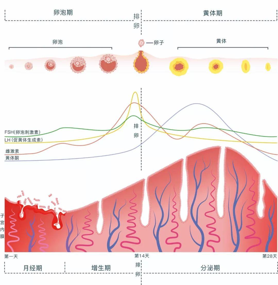 关于月经周期变化的探究，上个月月经来了，这个月却没有