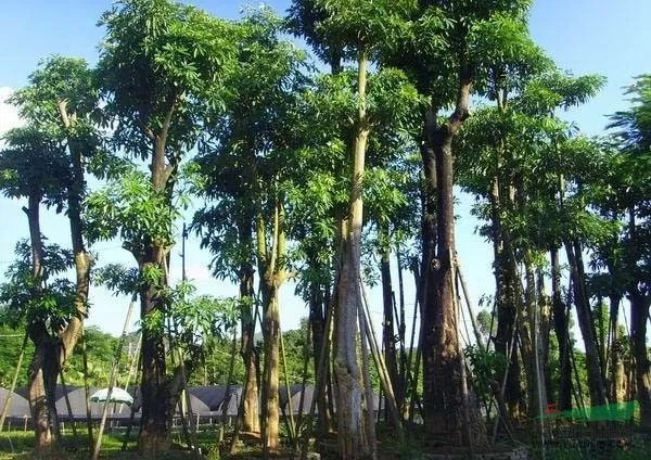 广东树脂粉销售有限公司，引领树脂粉市场的先锋力量