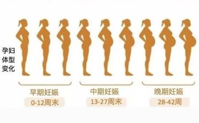 孕妇三个月肚子的变化与体验